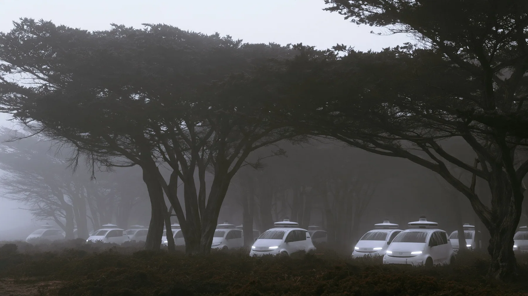 a dozen white driverless robotaxis stranded among cypress trees in the Presidio in thick fog at dawn, their roof sensors still spinning, headlights on, no people, monochrome, fine grain, no text, no letters, no logos