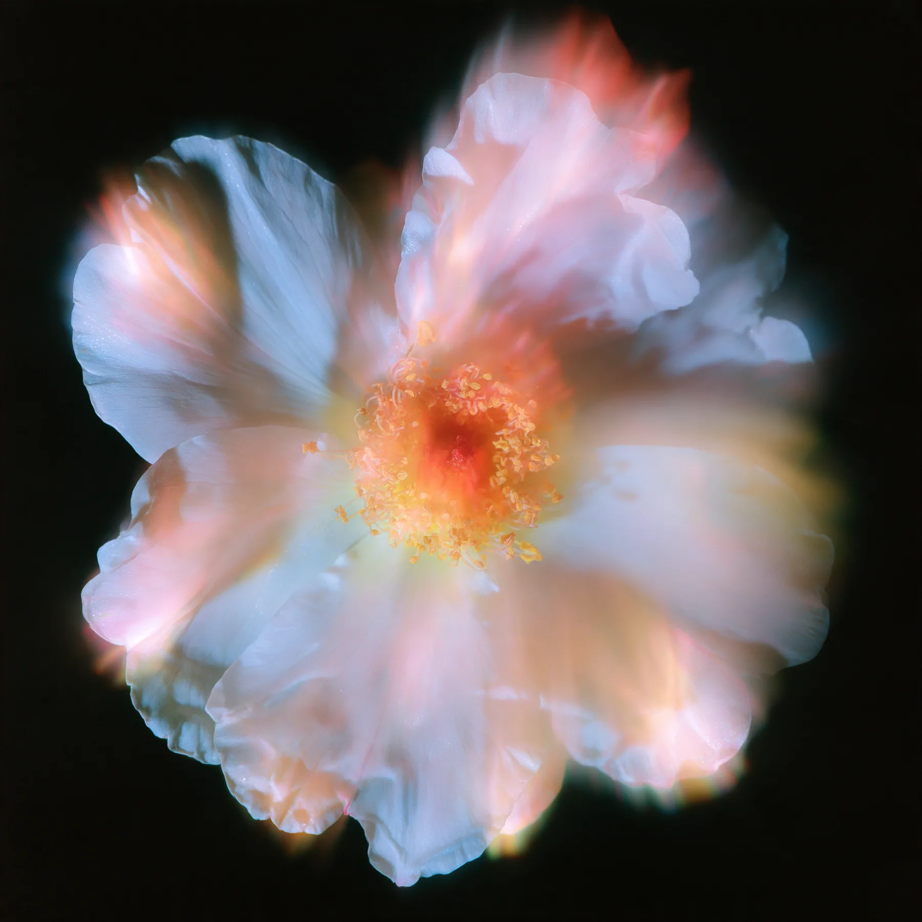 an overexposed flower blooming into soft halation, hyperbloom, pastel glow on black, no text, no letters, no logos