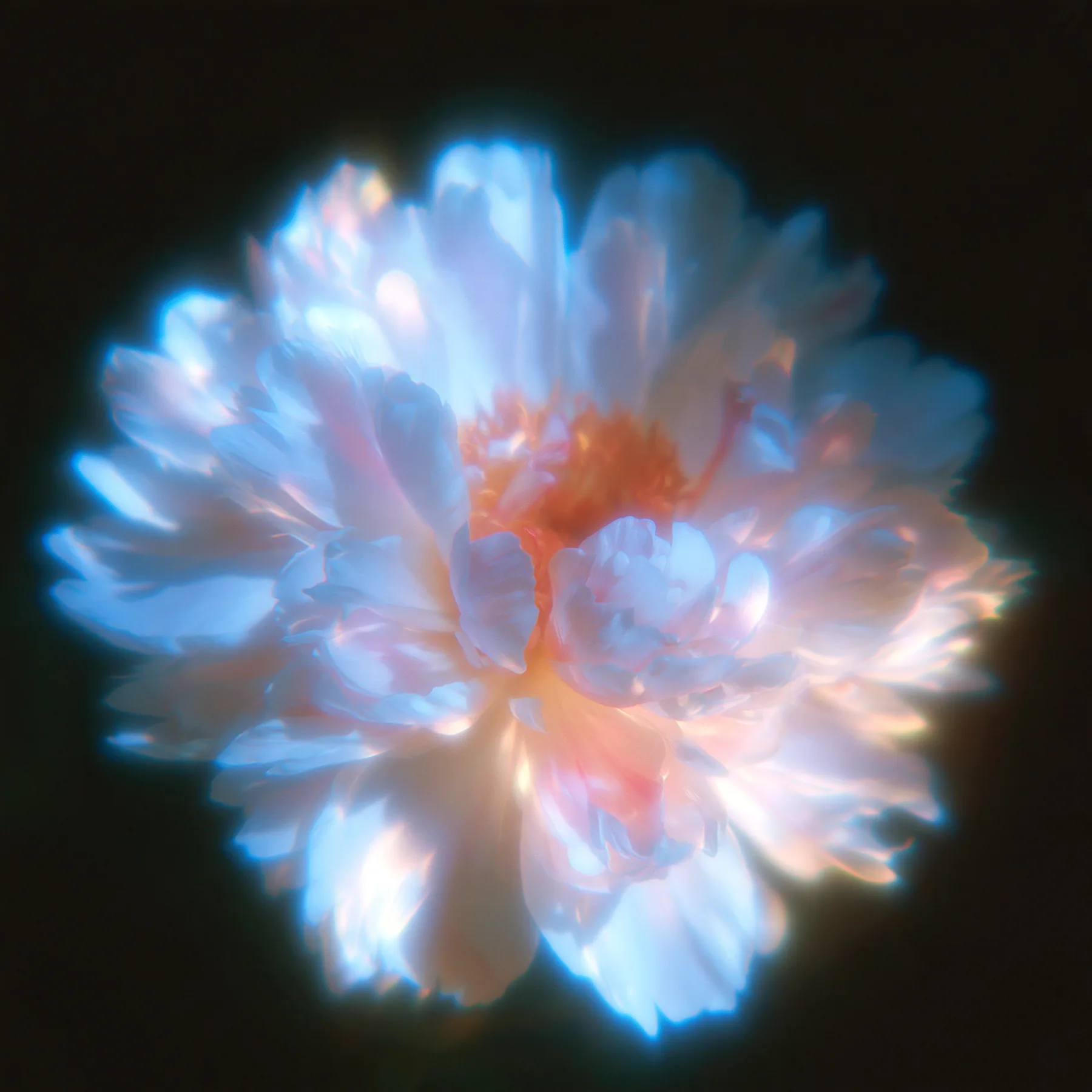 an overexposed flower blooming into soft halation, hyperbloom, pastel glow on black, no text, no letters, no logos