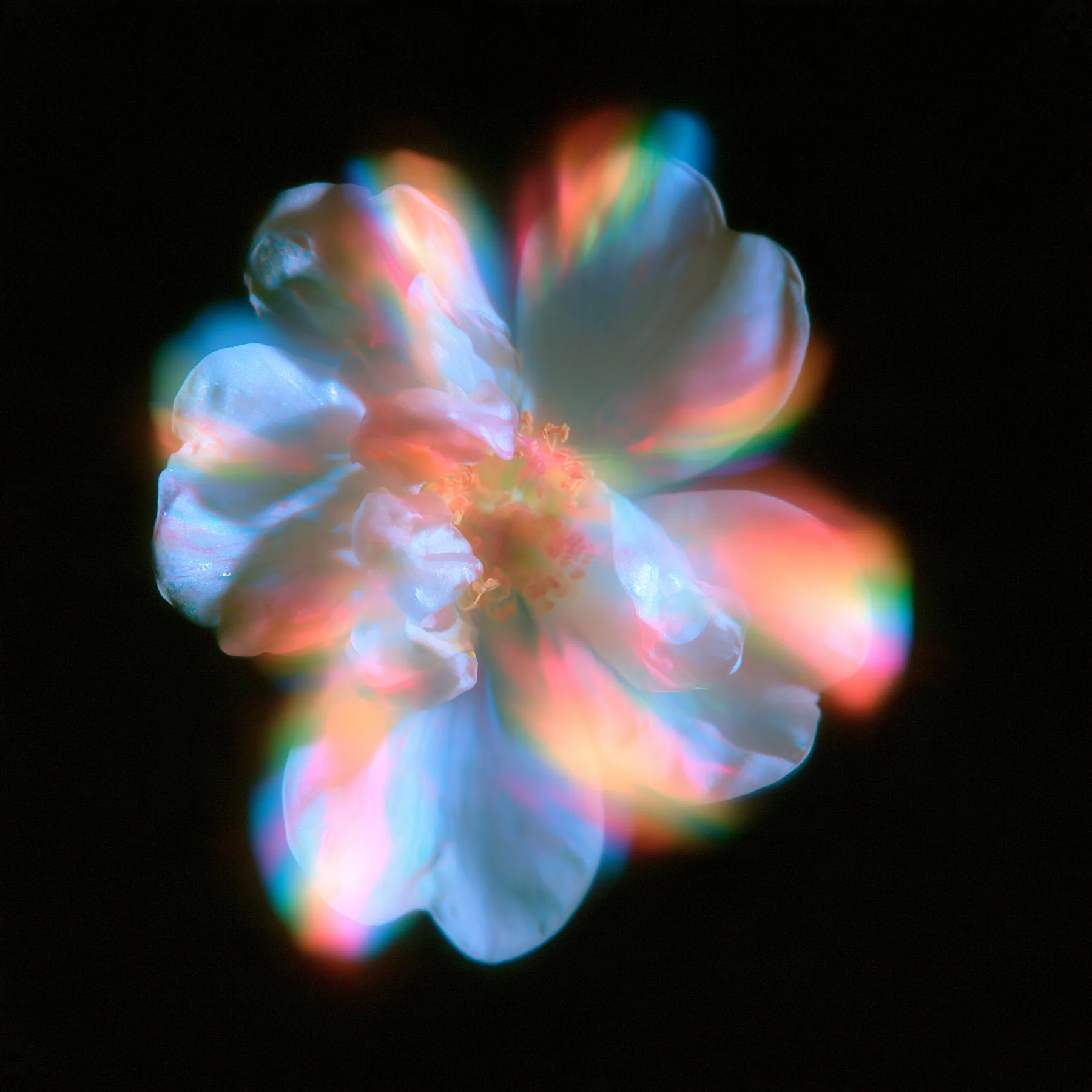 an overexposed flower blooming into soft halation, hyperbloom, pastel glow on black, no text, no letters, no logos
