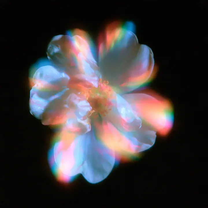 an overexposed flower blooming into soft halation, hyperbloom, pastel glow on black, no text, no letters, no logos
