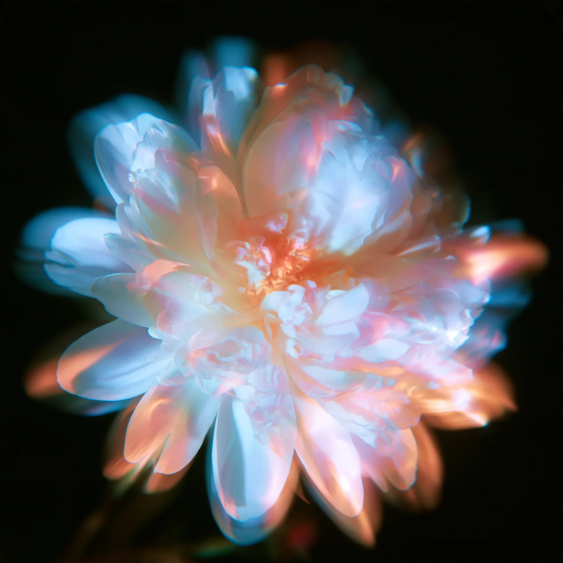 an overexposed flower blooming into soft halation, hyperbloom, pastel glow on black, no text, no letters, no logos
