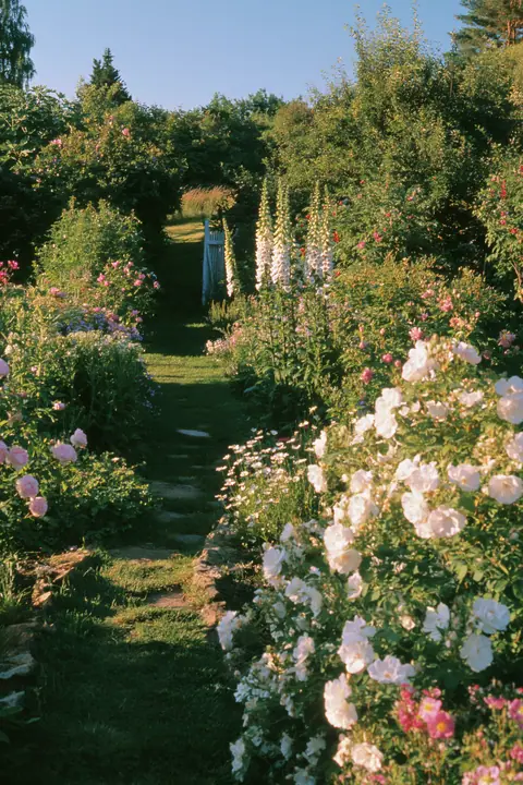 a cottage garden path with foxgloves and roses at golden hour, no text, no letters, no logos
