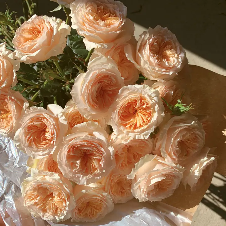 a bouquet of peach garden roses wrapped in paper, soft natural light, no text, no letters, no logos