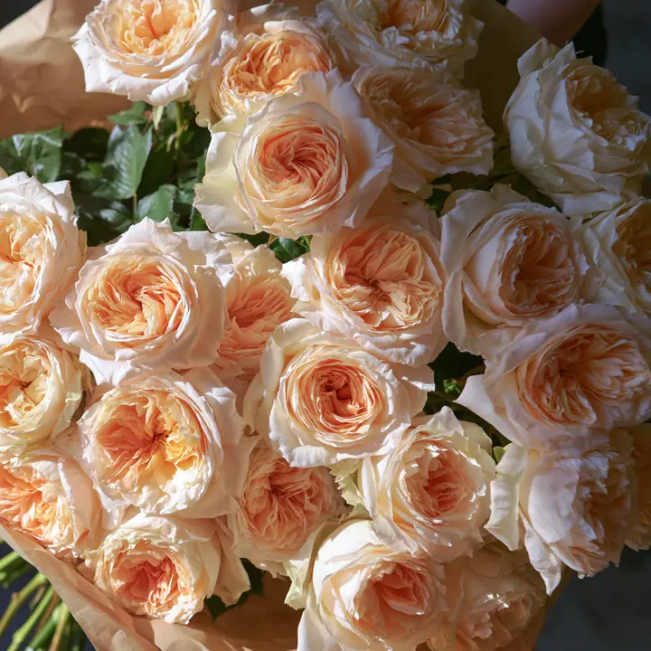 a bouquet of peach garden roses wrapped in paper, soft natural light, no text, no letters, no logos