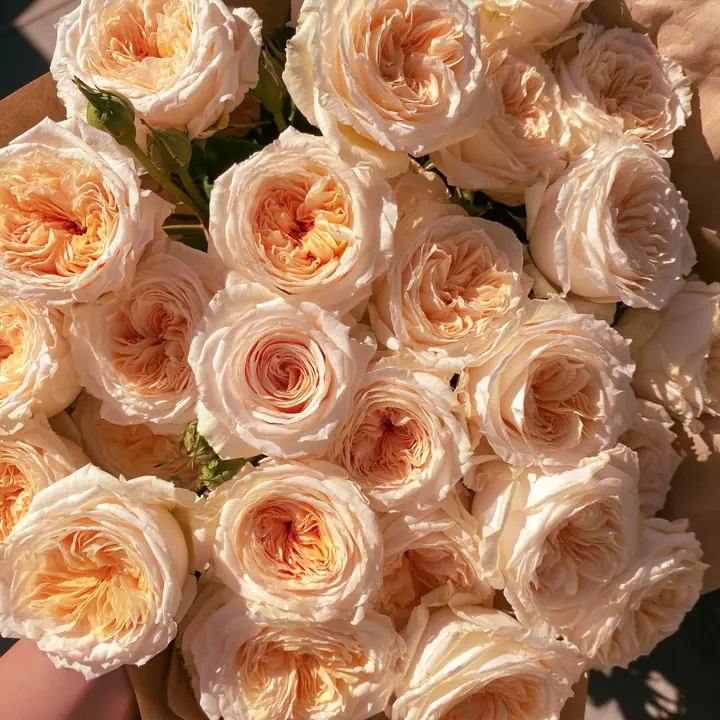 a bouquet of peach garden roses wrapped in paper, soft natural light, no text, no letters, no logos