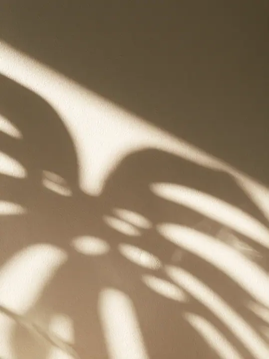 the shadow of a monstera leaf on a warm white wall, minimal, no text, no letters, no logos