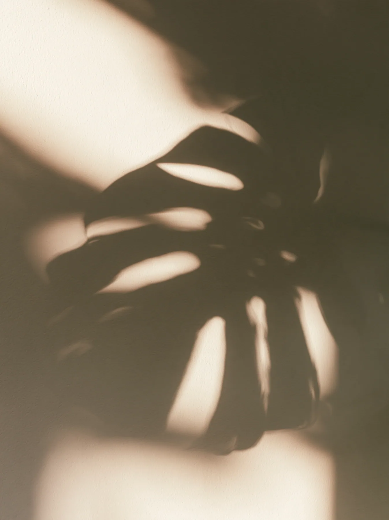 the shadow of a monstera leaf on a warm white wall, minimal, no text, no letters, no logos