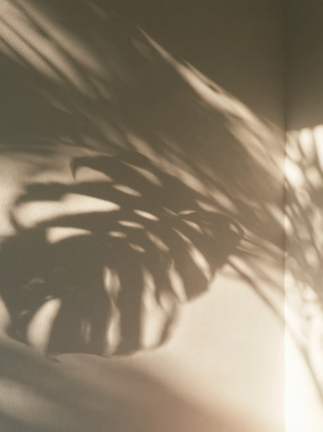 the shadow of a monstera leaf on a warm white wall, minimal, no text, no letters, no logos