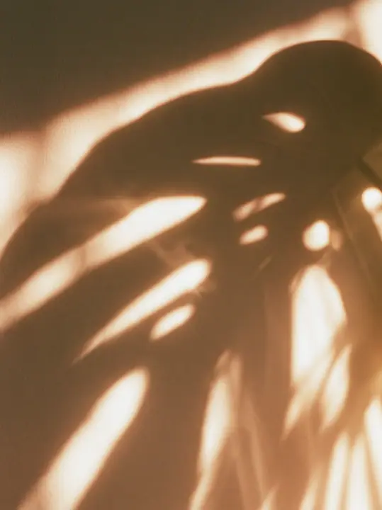 the shadow of a monstera leaf on a warm white wall, minimal, no text, no letters, no logos