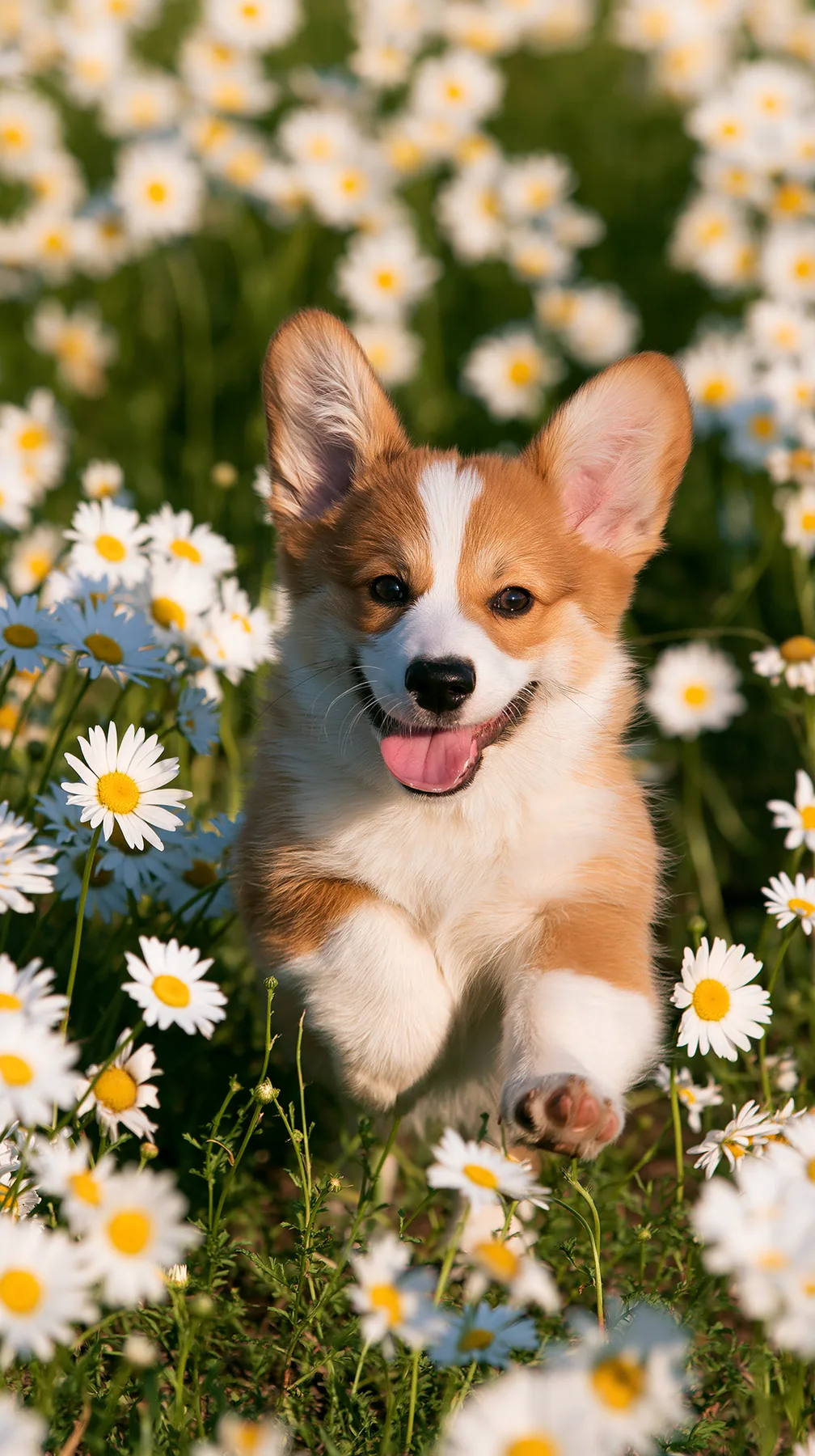 a corgi puppy running through a field of daisies toward the camera, golden hour, no text, no letters, no logos