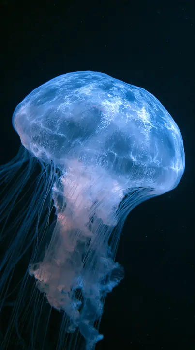 a moon jellyfish glowing in deep blue water, delicate tentacles, no text, no letters, no logos