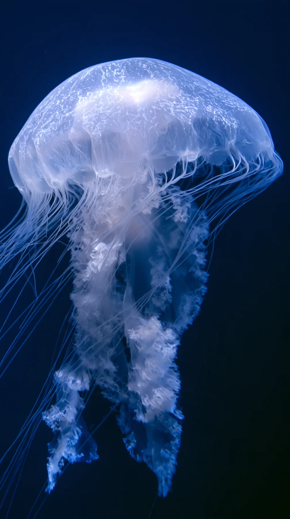 a moon jellyfish glowing in deep blue water, delicate tentacles, no text, no letters, no logos