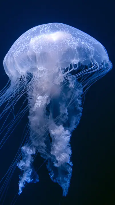 a moon jellyfish glowing in deep blue water, delicate tentacles, no text, no letters, no logos