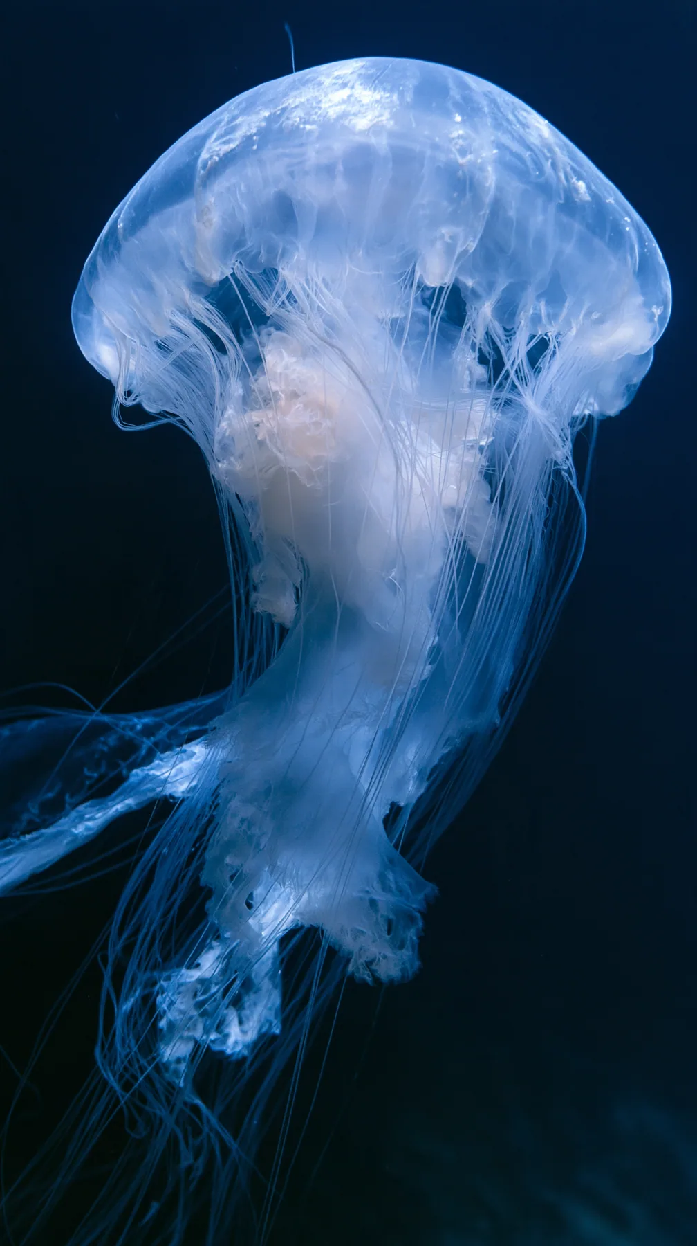 a moon jellyfish glowing in deep blue water, delicate tentacles, no text, no letters, no logos