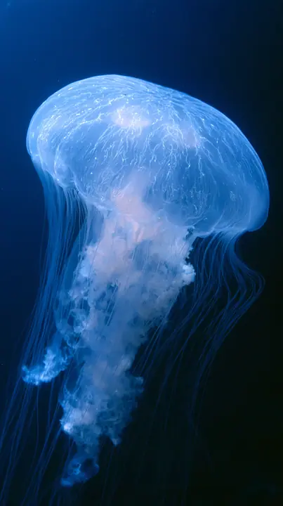 a moon jellyfish glowing in deep blue water, delicate tentacles, no text, no letters, no logos