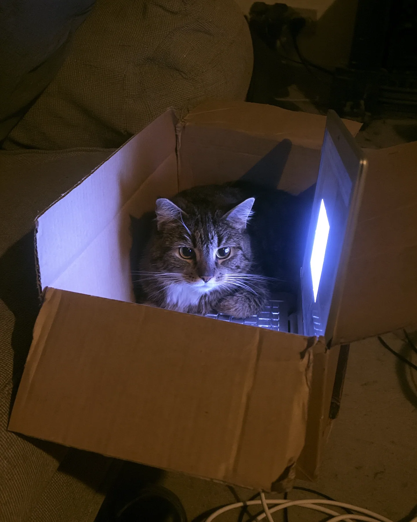 a cat sitting in a cardboard box lit by a laptop screen at night, flash photograph, deadpan, no text, no letters, no logos