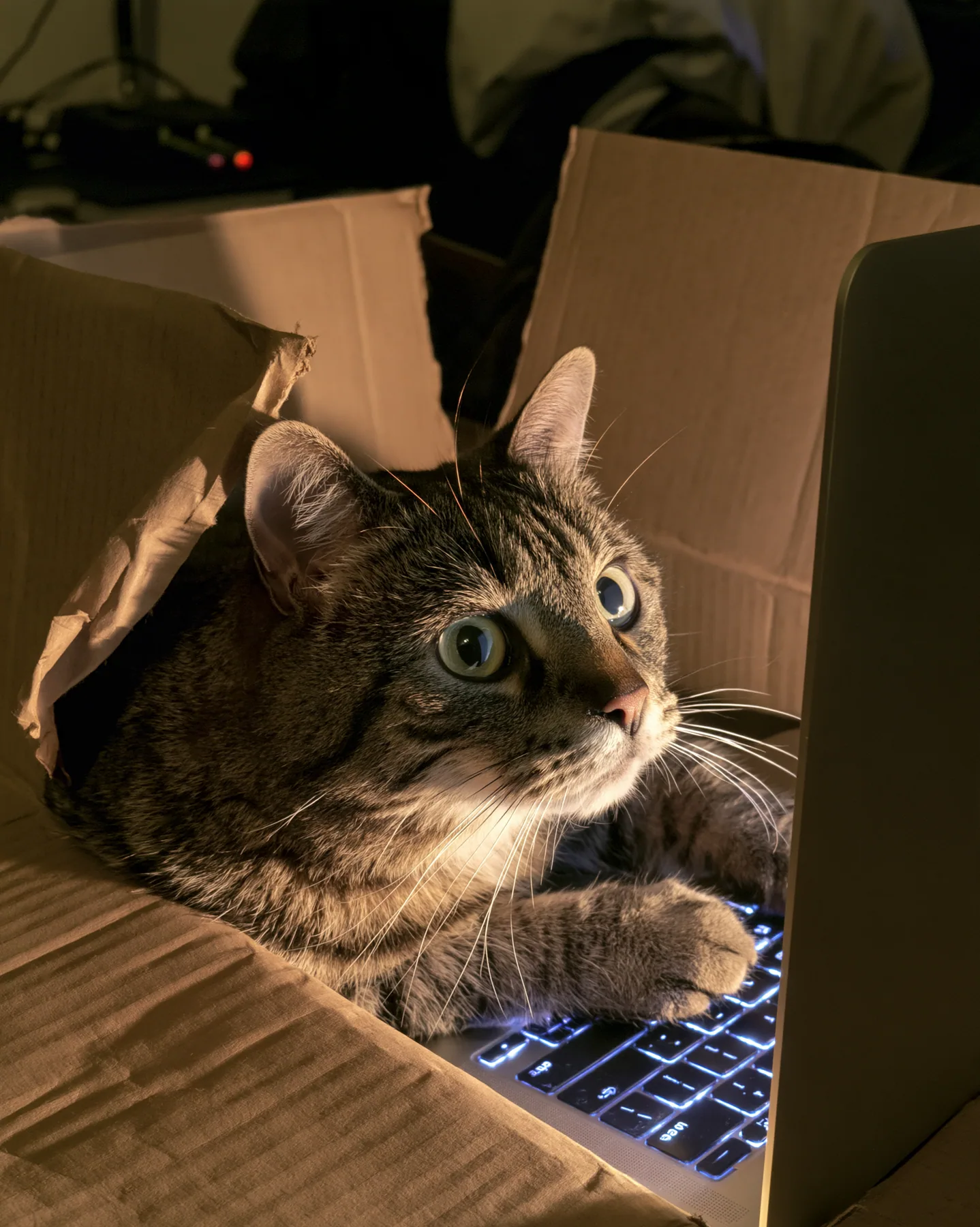 a cat sitting in a cardboard box lit by a laptop screen at night, flash photograph, deadpan, no text, no letters, no logos