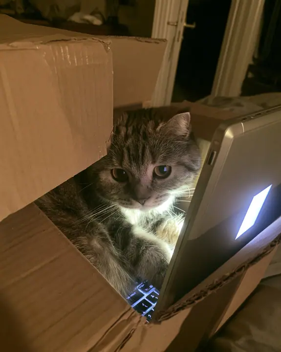 a cat sitting in a cardboard box lit by a laptop screen at night, flash photograph, deadpan, no text, no letters, no logos