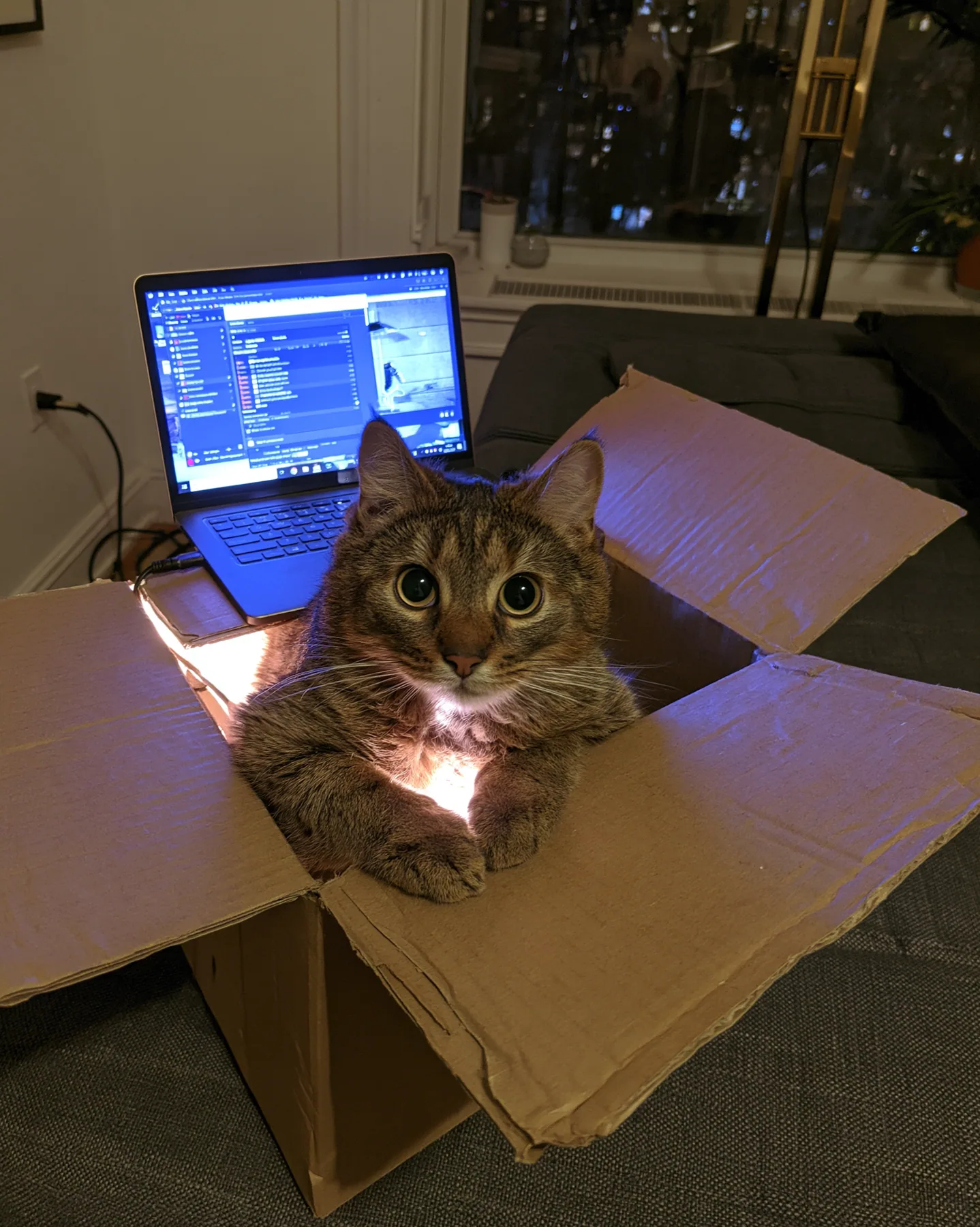 a cat sitting in a cardboard box lit by a laptop screen at night, flash photograph, deadpan, no text, no letters, no logos