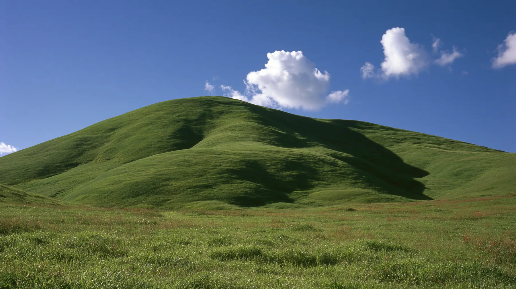a smooth rolling bright-green grassy hill with soft curves, the grass short and velvety under a deep saturated cobalt-blue sky with a few soft white cumulus clouds drifting, bright midday sun, perfectly clean and…