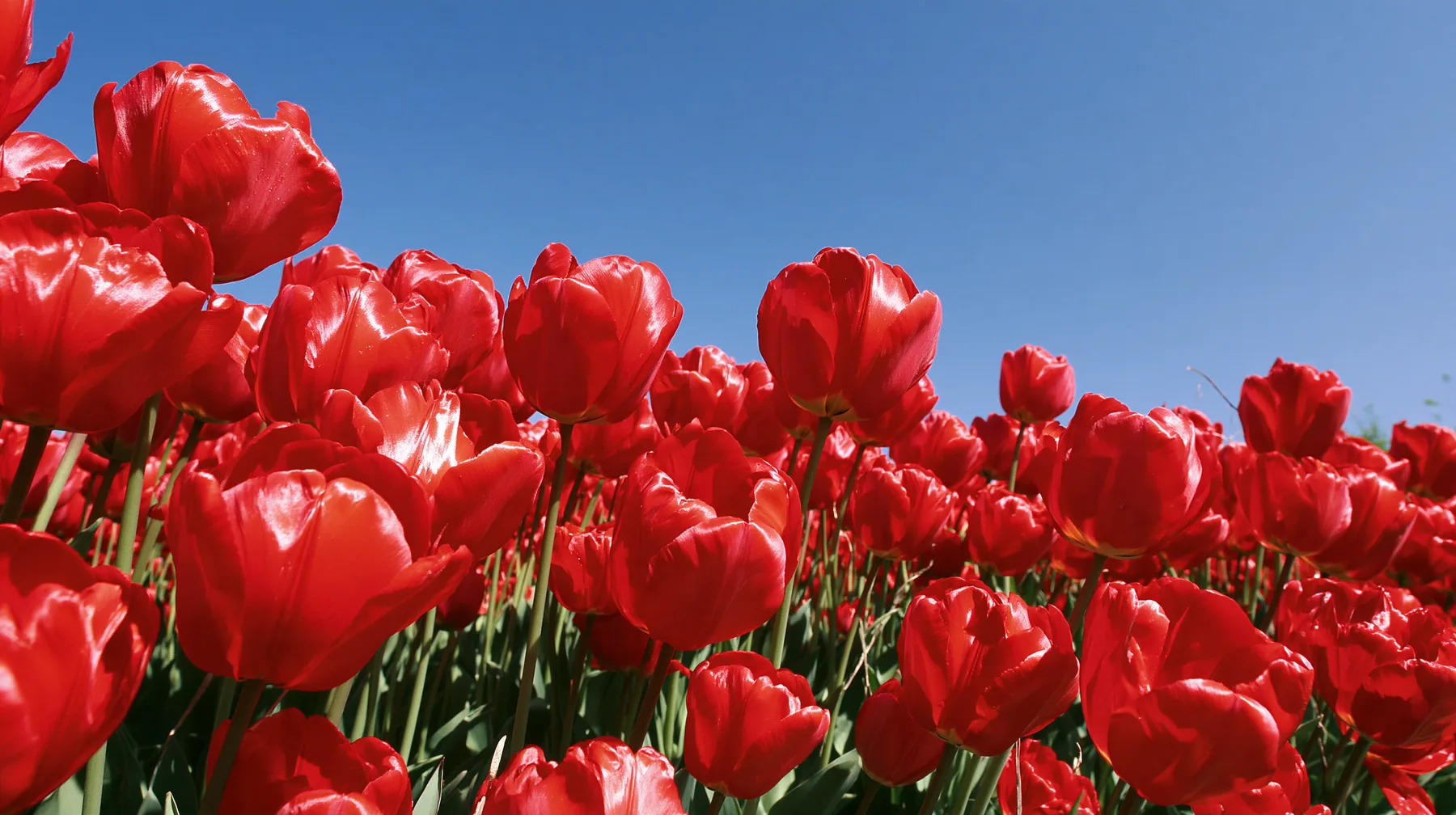 a dense field of glossy red tulips in close-up under a bright blue sky, vivid saturated color, early-2000s stock wallpaper photograph, crisp, no text, no letters, no logos