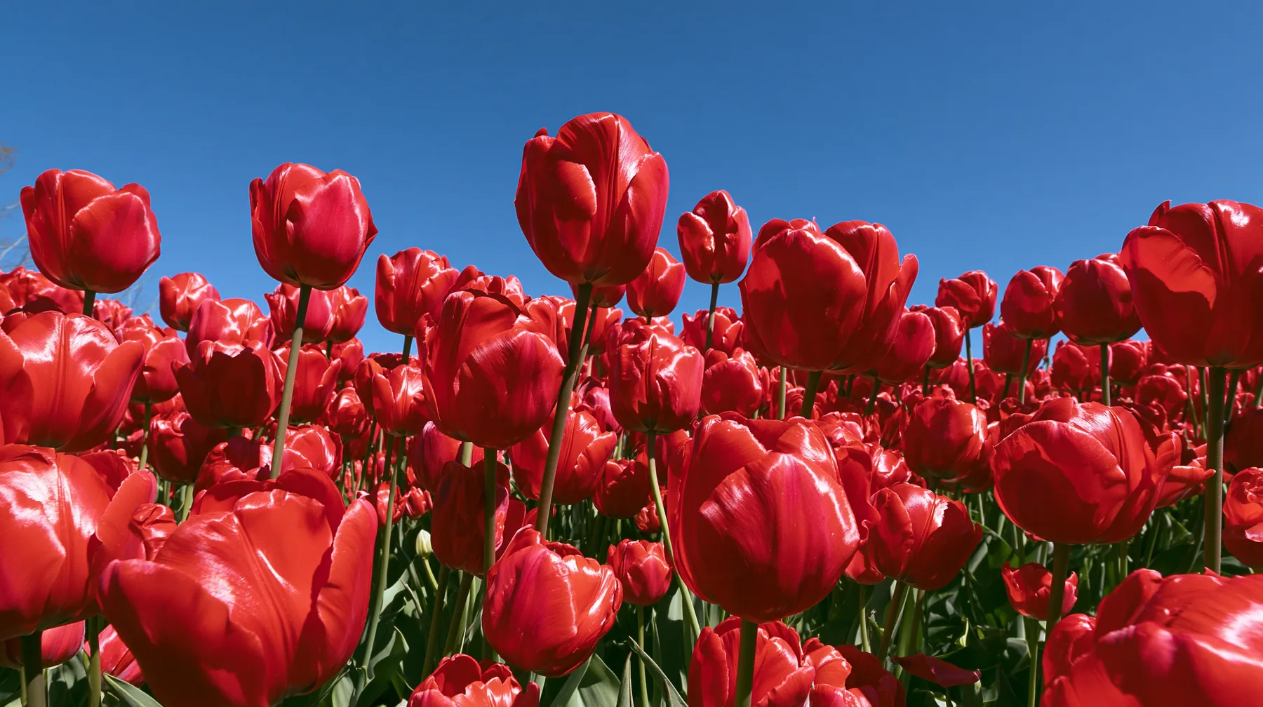 a dense field of glossy red tulips in close-up under a bright blue sky, vivid saturated color, early-2000s stock wallpaper photograph, crisp, no text, no letters, no logos