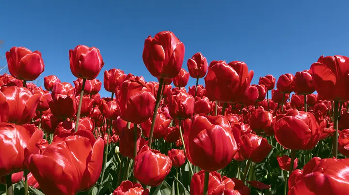 a dense field of glossy red tulips in close-up under a bright blue sky, vivid saturated color, early-2000s stock wallpaper photograph, crisp, no text, no letters, no logos