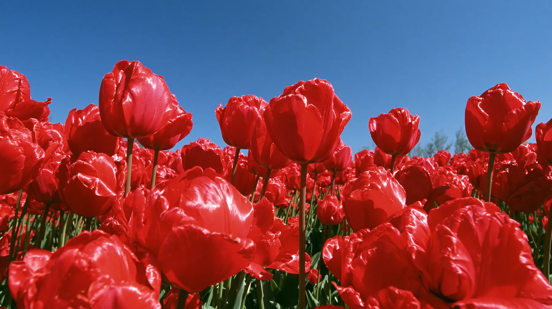a dense field of glossy red tulips in close-up under a bright blue sky, vivid saturated color, early-2000s stock wallpaper photograph, crisp, no text, no letters, no logos