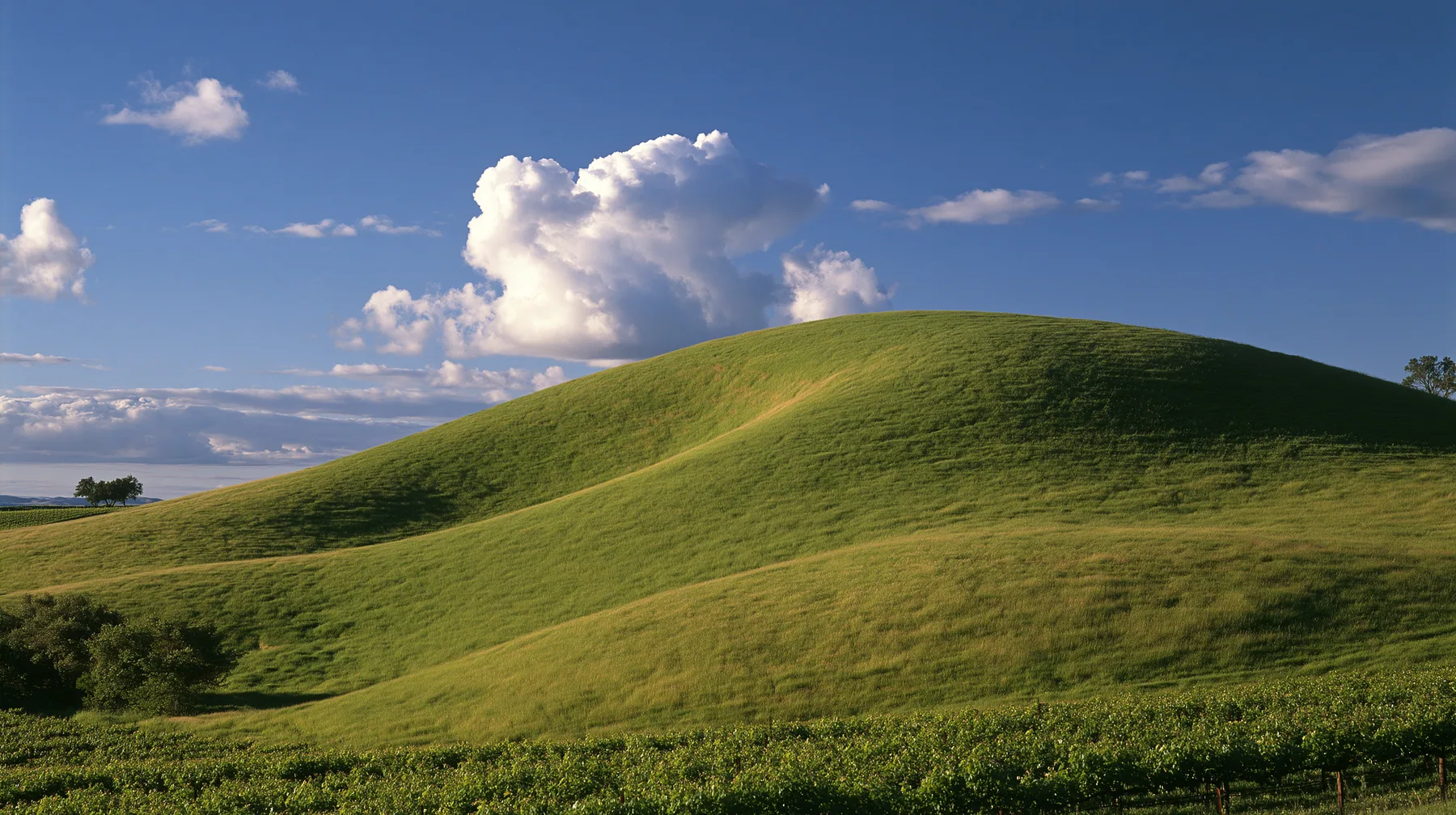 Y2K high fashion editorial photograph, 2001: a luxury campaign landscape of a smooth rolling bright-green grassy hill with soft curves, the grass short and velvety at late golden hour, neat vineyard rows faint at its…
