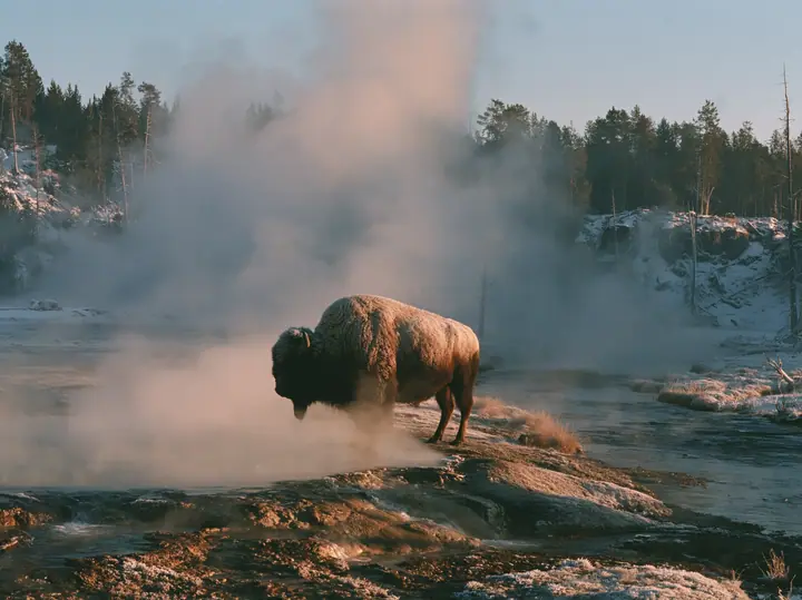 Y2K high fashion editorial photograph, 2001: a luxury travel campaign photograph of a lone bison standing in drifting steam beside a hot spring at sunrise, frost on its coat, no text, no letters, no logos