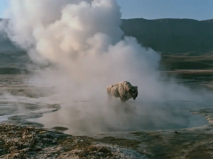 Y2K high fashion editorial photograph, 2001: a luxury travel campaign photograph of a lone bison standing in drifting steam beside a hot spring at sunrise, frost on its coat, no text, no letters, no logos
