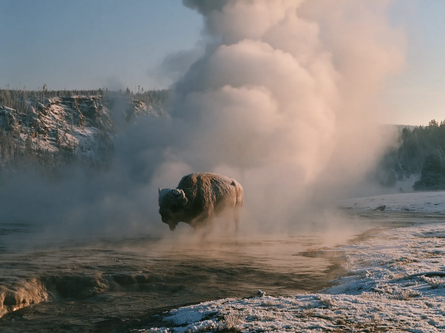 Y2K high fashion editorial photograph, 2001: a luxury travel campaign photograph of a lone bison standing in drifting steam beside a hot spring at sunrise, frost on its coat, no text, no letters, no logos