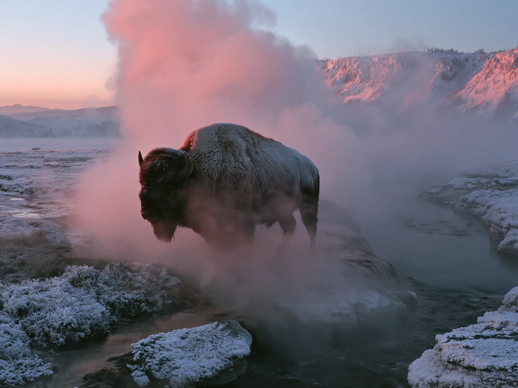 Y2K high fashion editorial photograph, 2001: a luxury travel campaign photograph of a lone bison standing in drifting steam beside a hot spring at sunrise, frost on its coat, no text, no letters, no logos