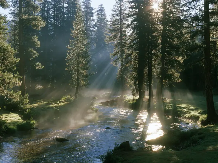 Y2K high fashion editorial photograph, 2001: a luxury travel campaign photograph of a lodgepole pine forest with sunbeams through morning mist beside a clear river, no text, no letters, no logos