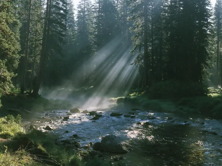 Y2K high fashion editorial photograph, 2001: a luxury travel campaign photograph of a lodgepole pine forest with sunbeams through morning mist beside a clear river, no text, no letters, no logos