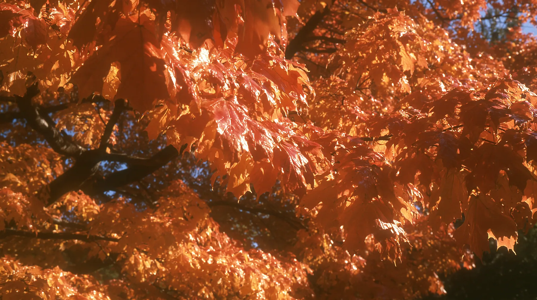Y2K high fashion editorial photograph, 2001: a luxury fashion campaign close-up of glowing orange autumn maple leaves backlit by low sun, medium-format slide film, no text, no letters, no logos