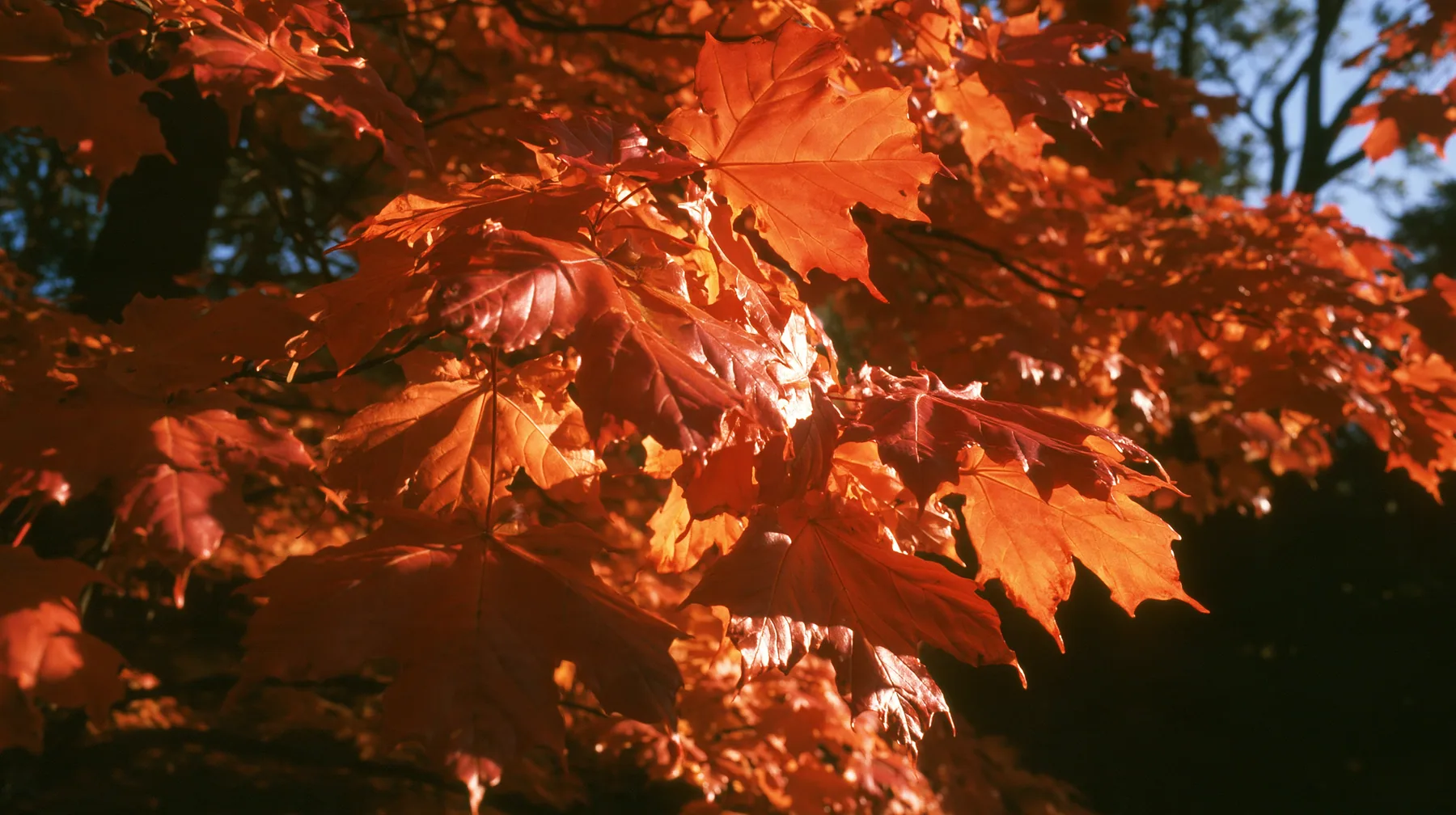 Y2K high fashion editorial photograph, 2001: a luxury fashion campaign close-up of glowing orange autumn maple leaves backlit by low sun, medium-format slide film, no text, no letters, no logos