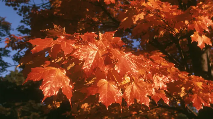 Y2K high fashion editorial photograph, 2001: a luxury fashion campaign close-up of glowing orange autumn maple leaves backlit by low sun, medium-format slide film, no text, no letters, no logos