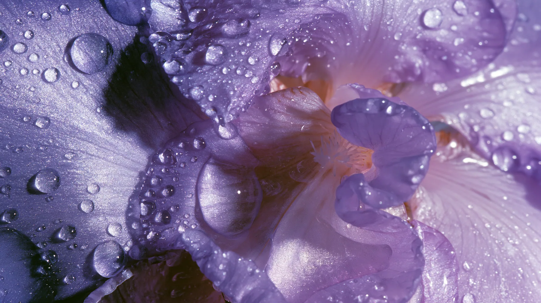 Y2K high fashion editorial photograph, 2001: a luxury beauty-campaign macro of violet flower petals with dew, glossy gradients, medium-format, no text, no letters, no logos