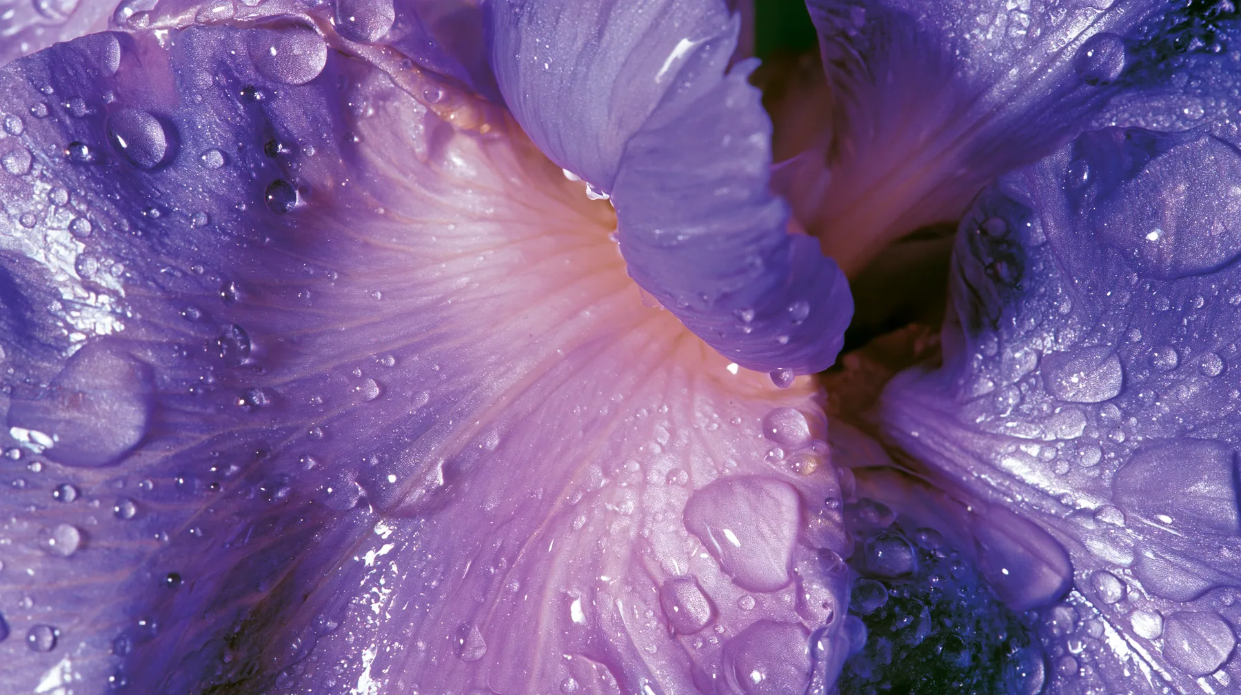 Y2K high fashion editorial photograph, 2001: a luxury beauty-campaign macro of violet flower petals with dew, glossy gradients, medium-format, no text, no letters, no logos
