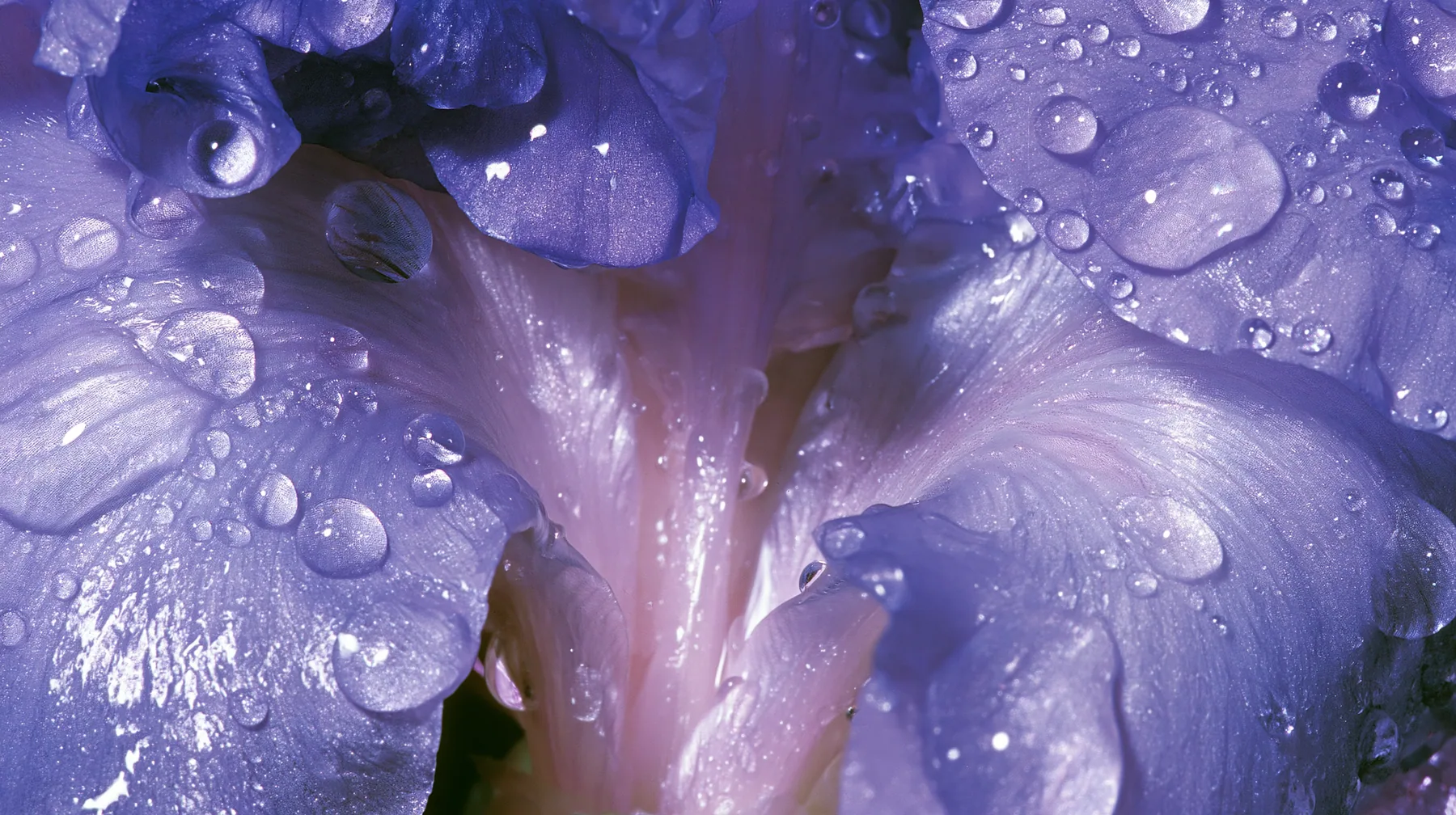 Y2K high fashion editorial photograph, 2001: a luxury beauty-campaign macro of violet flower petals with dew, glossy gradients, medium-format, no text, no letters, no logos