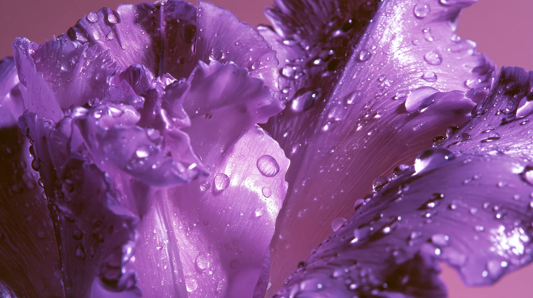 Y2K high fashion editorial photograph, 2001: a luxury beauty-campaign macro of violet flower petals with dew, glossy gradients, medium-format, no text, no letters, no logos