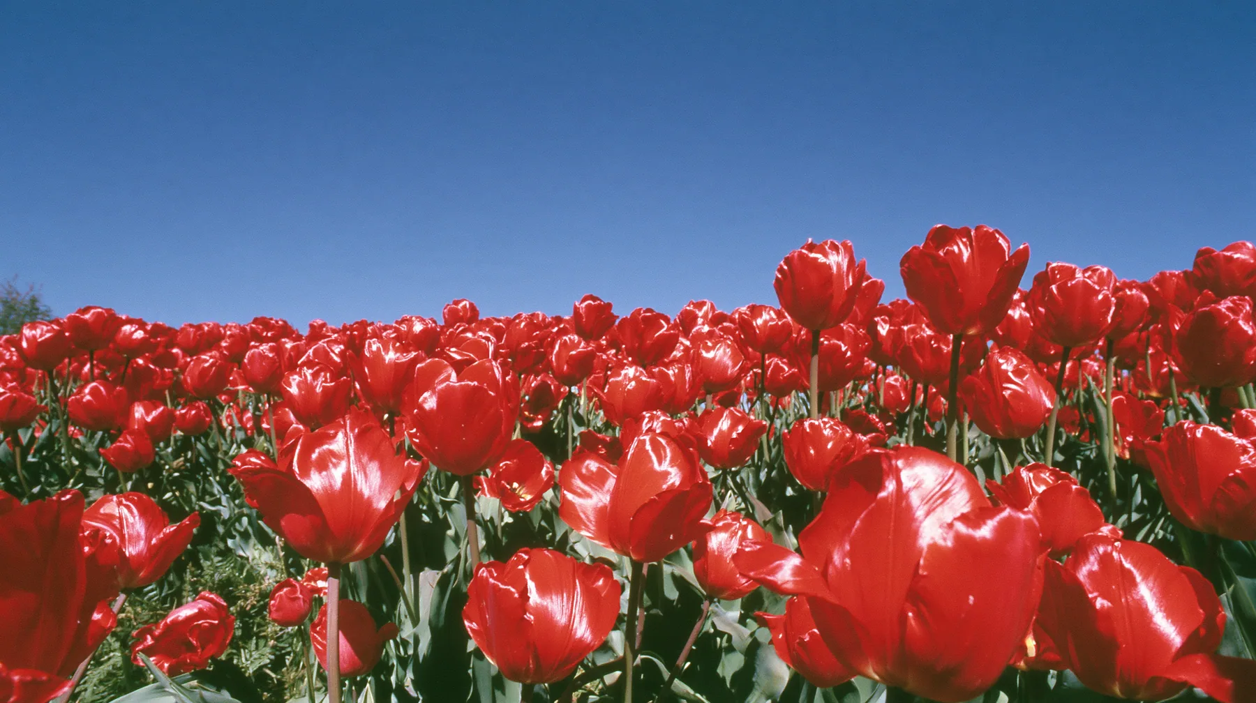 Y2K high fashion editorial photograph, 2001: a luxury fashion campaign landscape, a dense field of glossy red tulips under a deep blue sky, saturated, medium-format slide film, no text, no letters, no logos