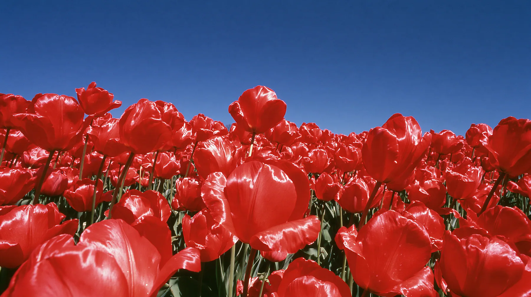 Y2K high fashion editorial photograph, 2001: a luxury fashion campaign landscape, a dense field of glossy red tulips under a deep blue sky, saturated, medium-format slide film, no text, no letters, no logos