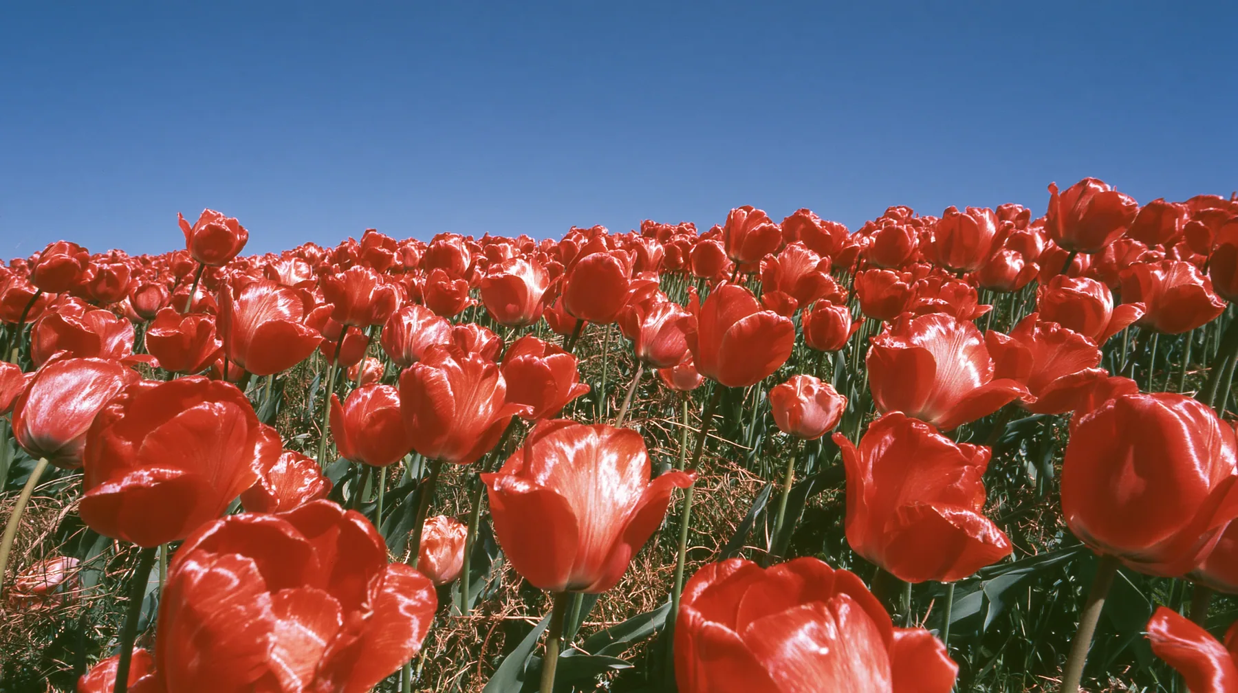 Y2K high fashion editorial photograph, 2001: a luxury fashion campaign landscape, a dense field of glossy red tulips under a deep blue sky, saturated, medium-format slide film, no text, no letters, no logos